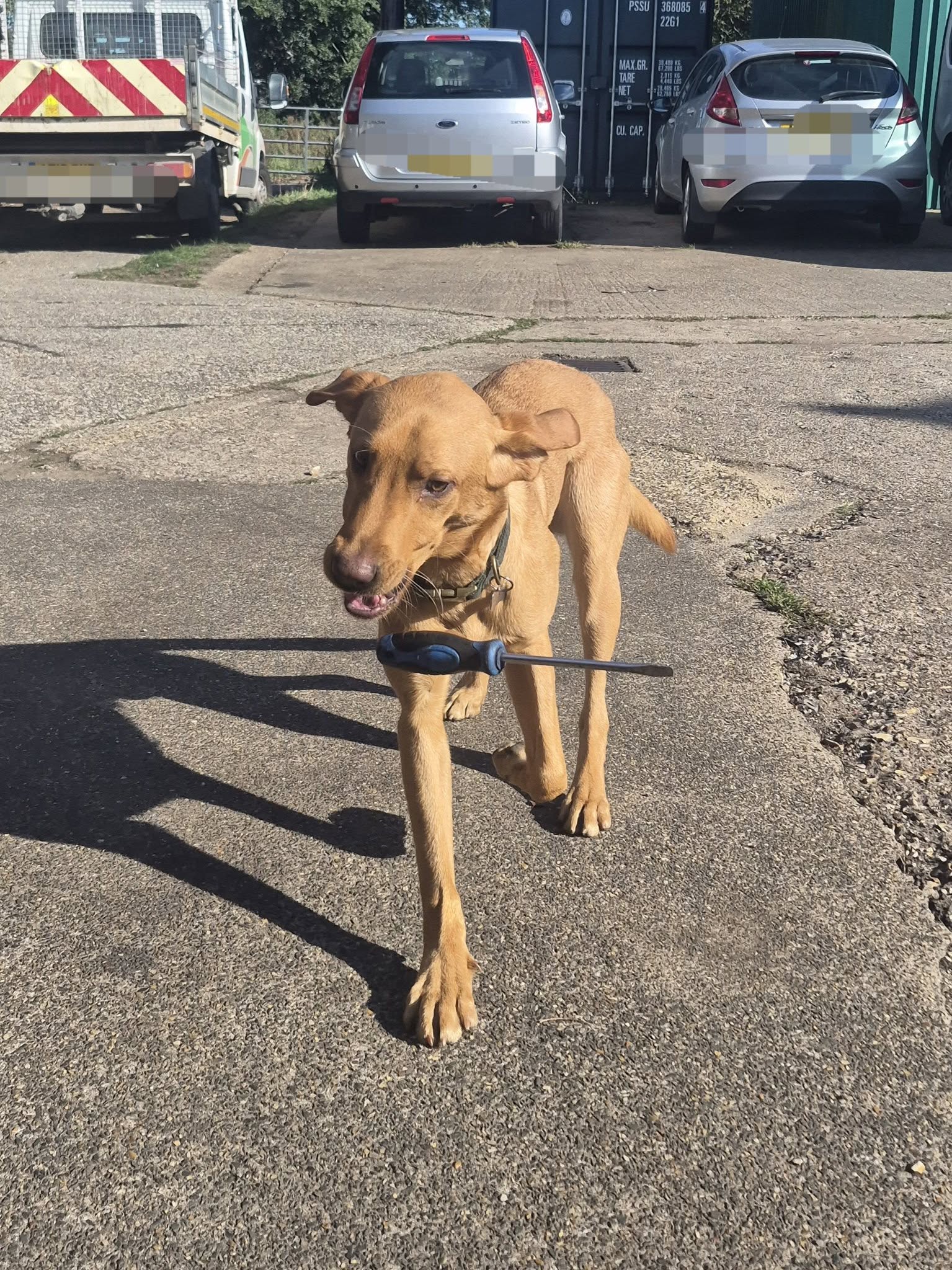 The workshop dog carrying a screwdriver across the yard